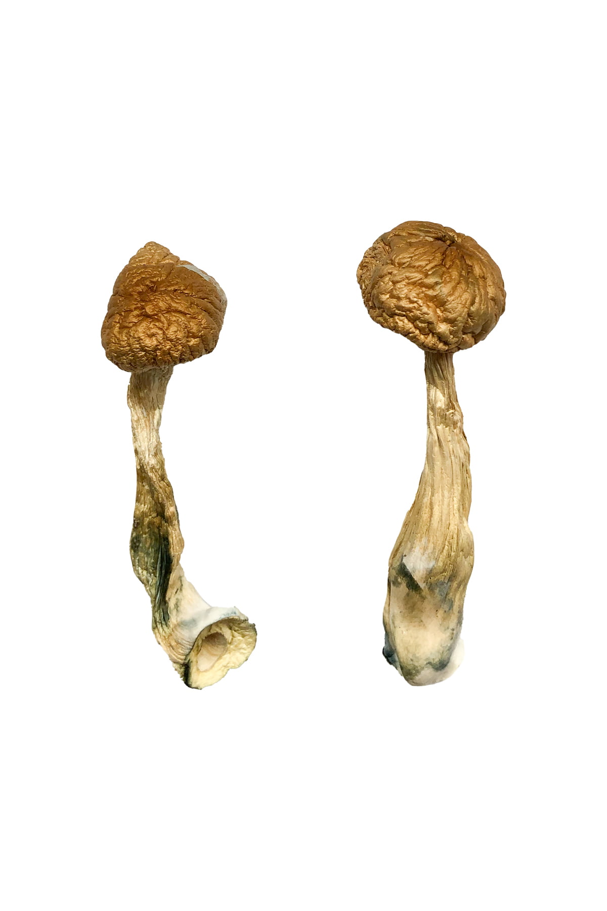 Afrikanische Transkei Zauberpilze online kaufen