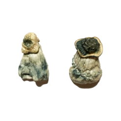 Albino Penis Neid Zauberpilze Kaufen