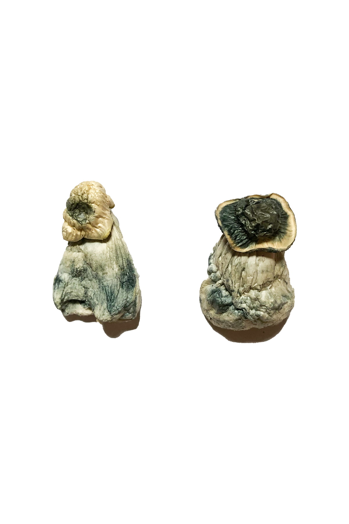 Albino Penis Neid Zauberpilze Kaufen