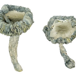 Albino Achterbahn Zauberpilze Kaufen