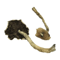 Bayou Zauberpilze Kaufen Deutschland