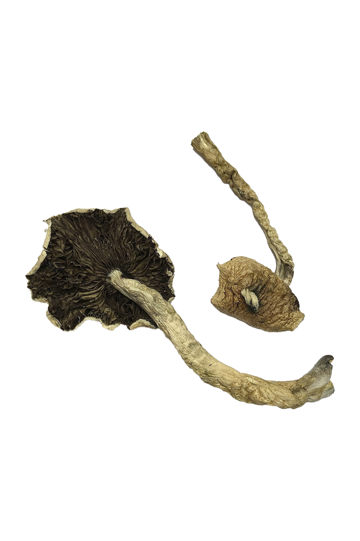 Bayou Zauberpilze Kaufen Deutschland