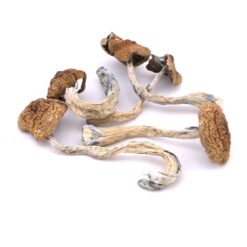 Daddy Long Legs Zauberpilze Kaufen Online