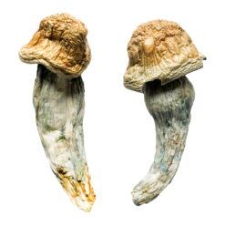 Empfohlene Special Oz Magic Mushrooms (28 Gramm) Kaufen