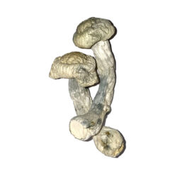 Fisher Zauberpilze Online Kaufen