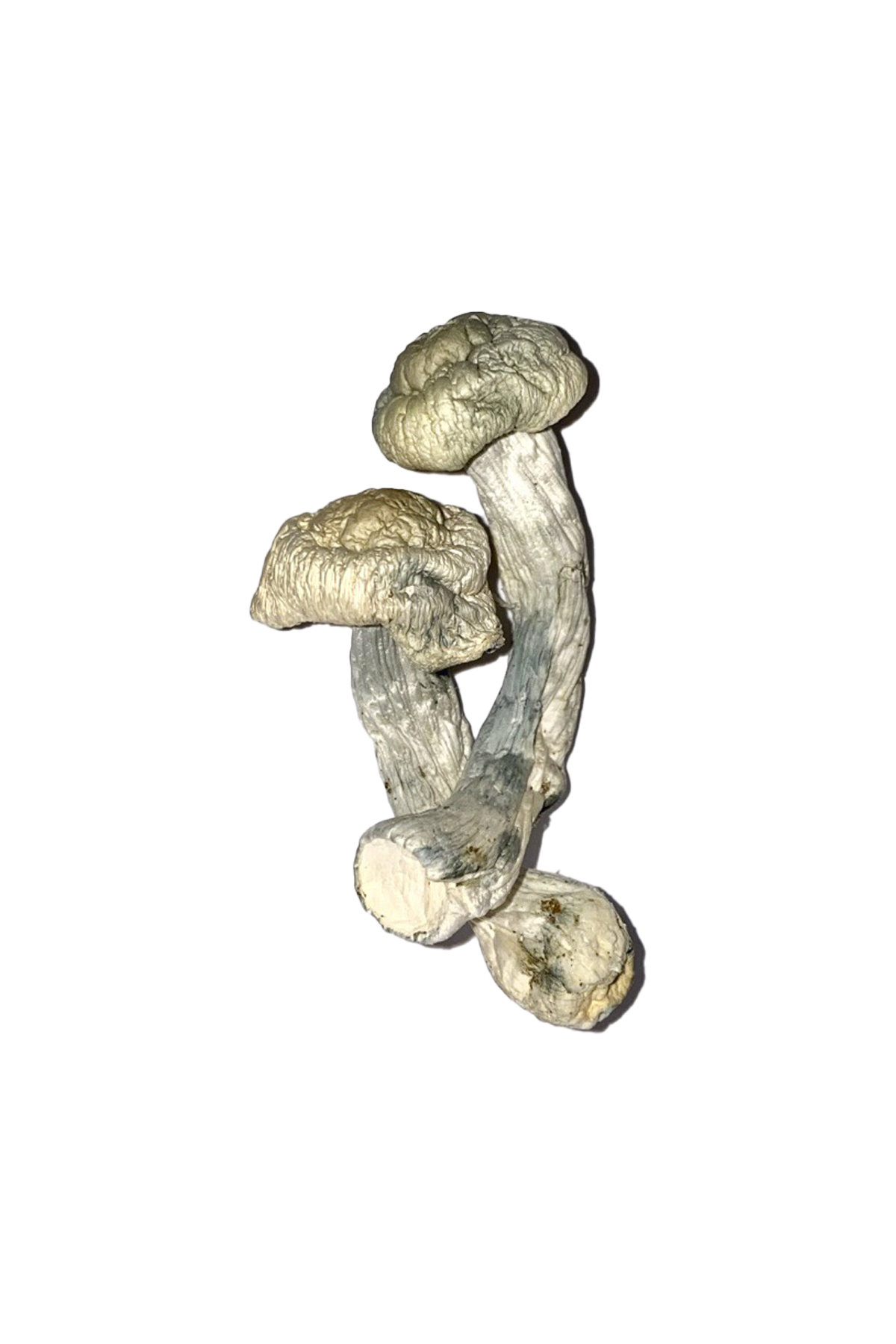 Fisher Zauberpilze Online Kaufen