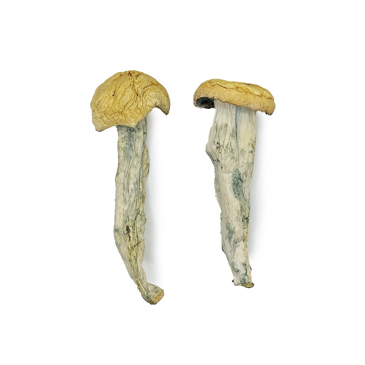 Fo Dawg Zauberpilze Online Kaufen