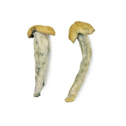 Fo Dawg Zauberpilze Online Kaufen