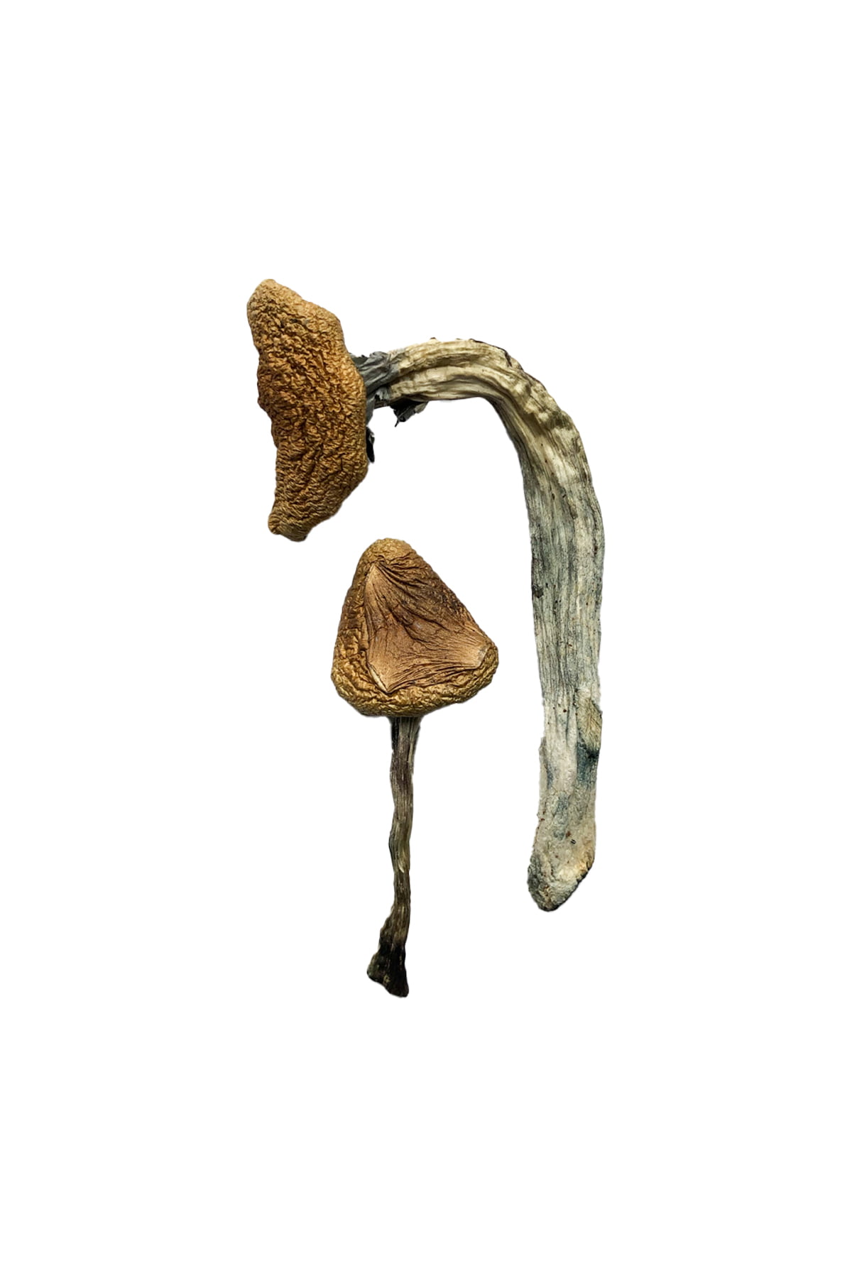 Jedi Mind Fuck Zauberpilze Kaufen