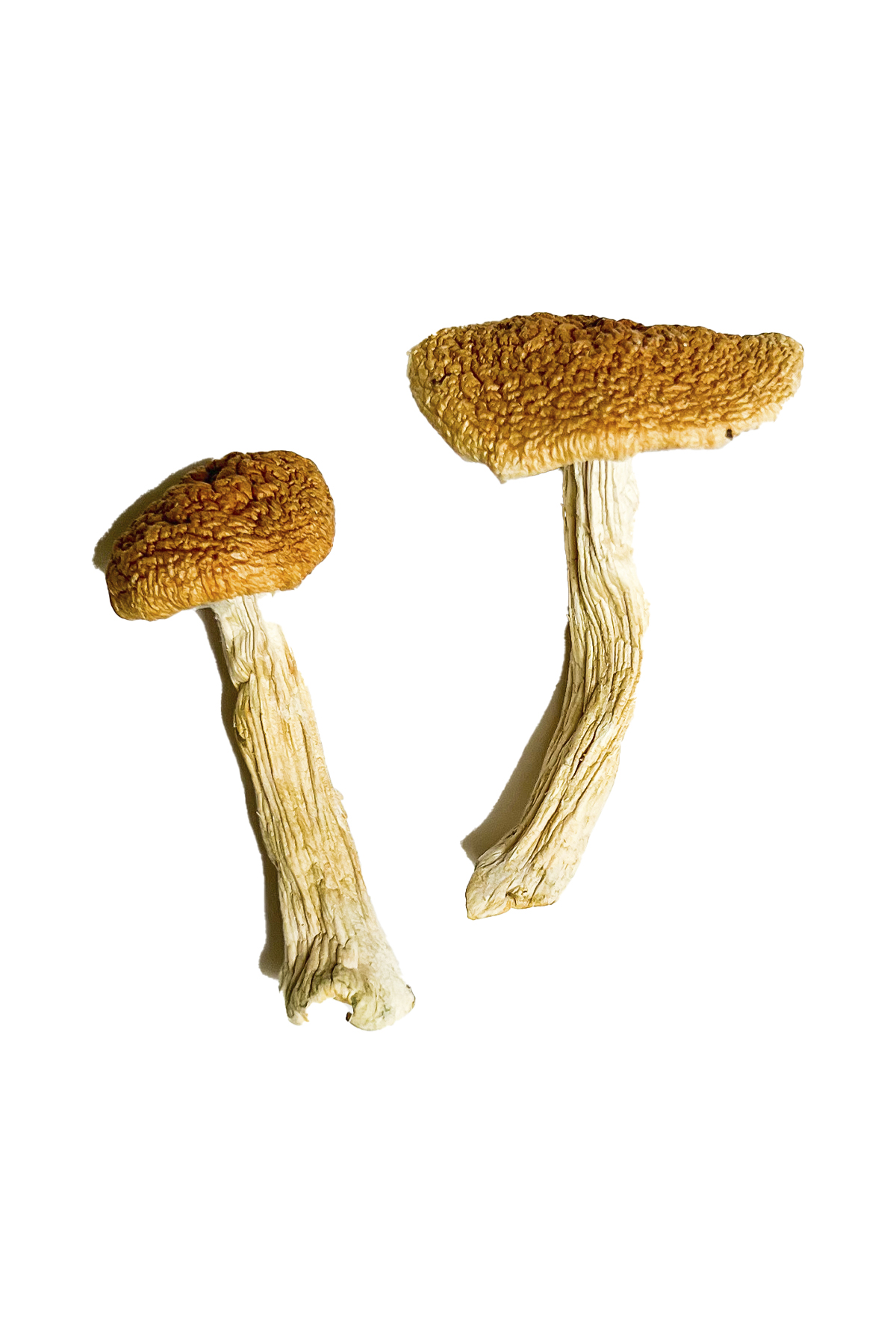 Kaufen Sie Teonanacatl Zauberpilze Online