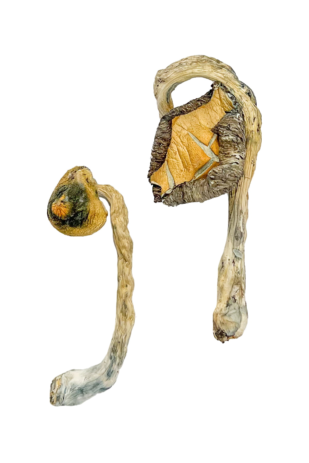 Panama Zauberpilze Kaufen