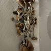 Psilocybe Azurescens Zauberpilze Kaufen Online