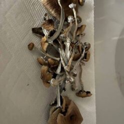 Psilocybe Azurescens Zauberpilze Kaufen Online