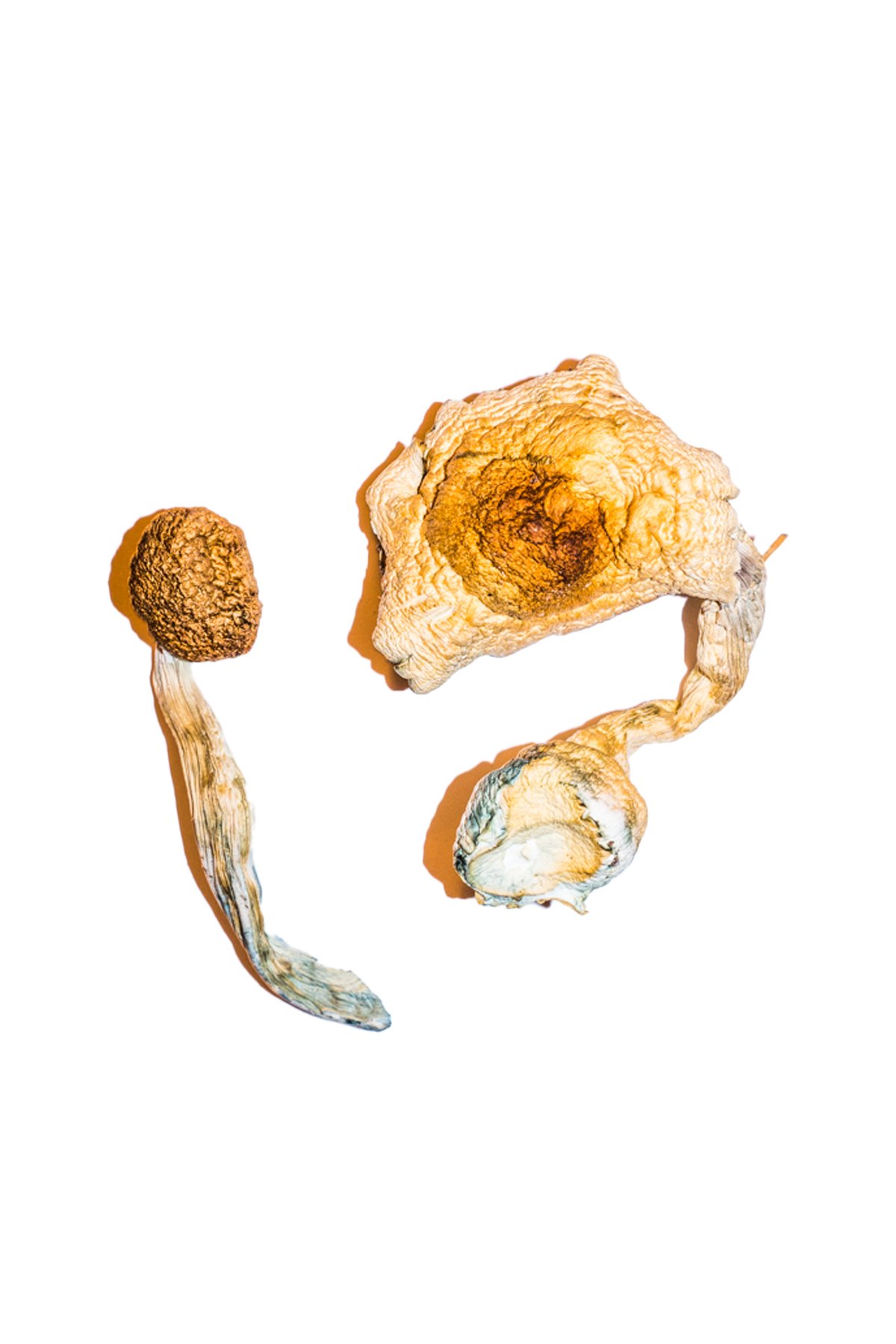 Transkei Zauberpilze