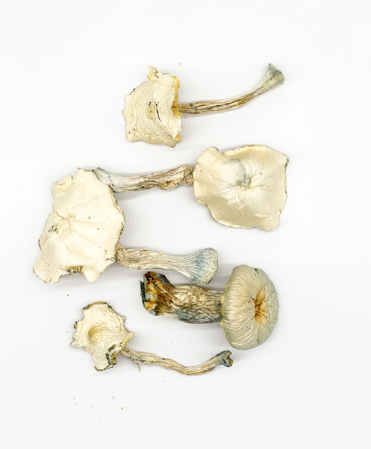 Wombat True Albino Teacher (TAT) Zauberpilze